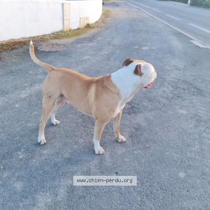 Photo 1/1 Chien retrouvé Trouvé à Notre dame de monts