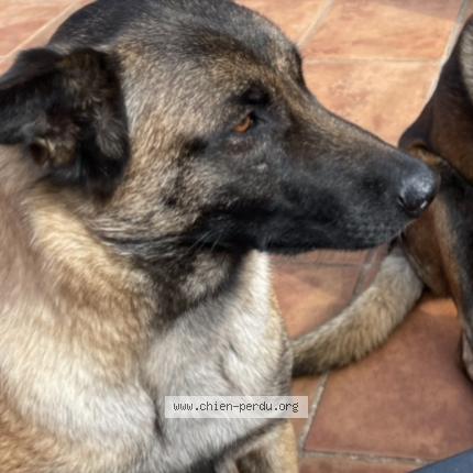 Photo 1/1 Chien retrouvé Perdu à Vidauban