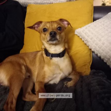 Photo 1/1 Chien retrouvé Trouvé à Lievin