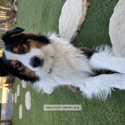 Photo 1/1 Chien retrouvé Perdu à Carros