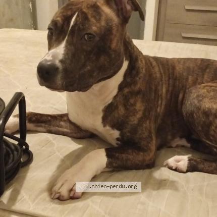 Photo de chien perdu à Perpignan