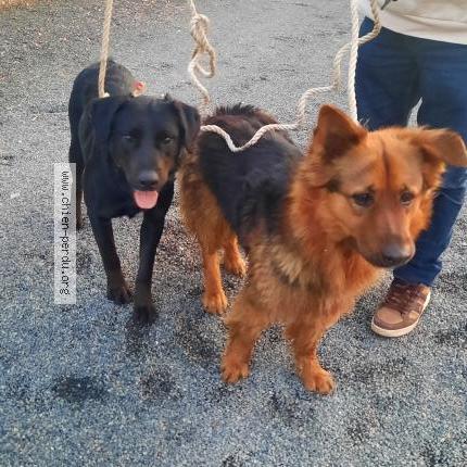 Photo 1/1 Chien retrouvé Trouvé à Bournand