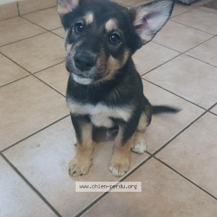 Photo 1/1 Chien retrouvé Perdu à Albias