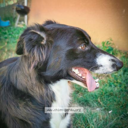 Photo 1/1 Chien retrouvé Perdu à Albias