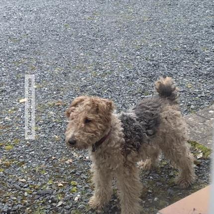 Photo 1/2 Chien retrouvé Trouvé à Change