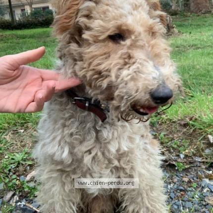Photo 2/2 Chien retrouvé Trouvé à Change