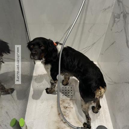 Photo 1/1 Rambo Chien perdu à Hyeres