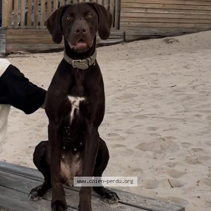 Photo 1/1 Chien retrouvé Perdu à Bagneres de bigorre
