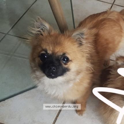 Photo de chien perdu à Voulx