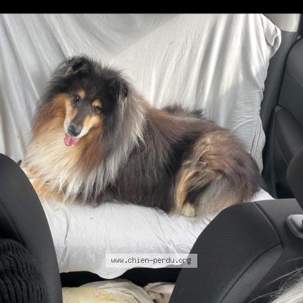 Photo de chien perdu à Chince