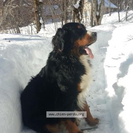 Photo de chien perdu à La Feclaz