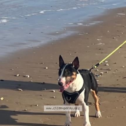 Photo 1/1 Urus Chien perdu à Pontlevoy