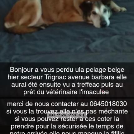 Photo 1/1 Chien retrouvé Perdu à Trignac