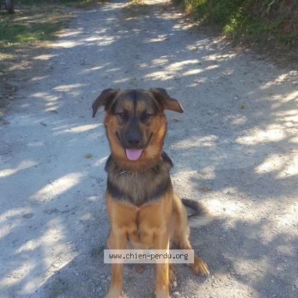 Photo 1/1 Chien retrouvé Perdu à Aiguefonde