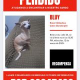 Photo de chien retrouvé à Panama