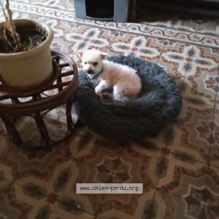 Photo 1/1 Chien retrouvé Perdu à Arles