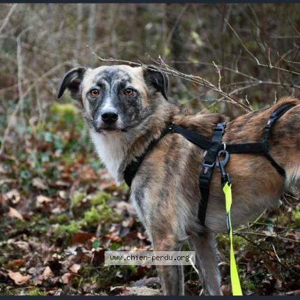 Photo 1/1 Chien retrouvé Perdu à Nancy