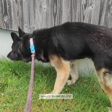 Photo 1/1 Chien retrouvé Trouvé à Notre dame de monts