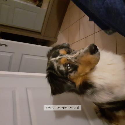 Photo 1/1 Chien retrouvé Perdu à Valvigneres