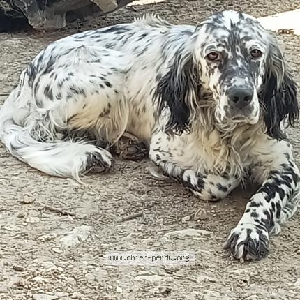 Photo 1/1 Chien retrouvé Perdu à Vic fezensac