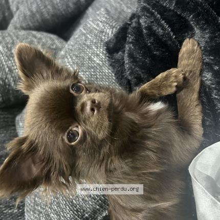 Photo 1/1 Chien retrouvé Perdu à Rupt sur moselle