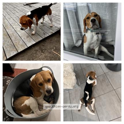 Photo 2/2 Chien retrouvé Perdu à La vacheresse et la rouillie