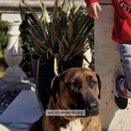 Photo 1/1 Chien retrouvé Perdu à Bras