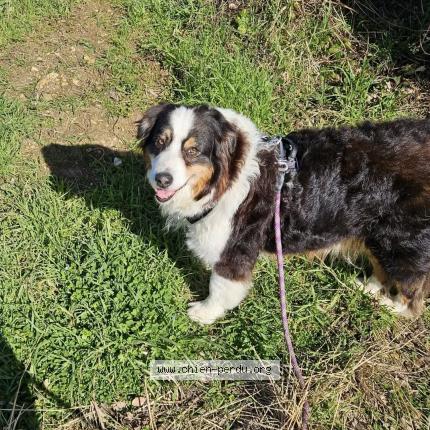 Photo 1/1 Chien retrouvé Perdu à Le douhet