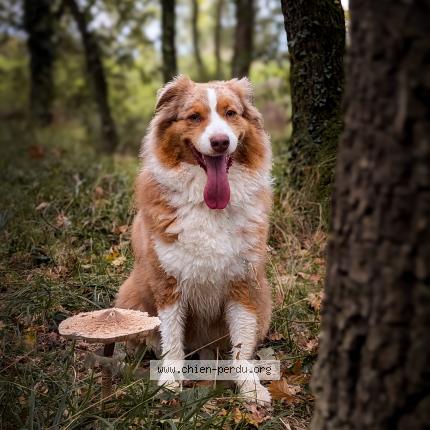 Photo 1/1 Chien retrouvé Perdu à Cadeac