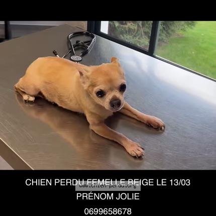 Photo 1/1 Chien retrouvé Perdu à Claye souilly