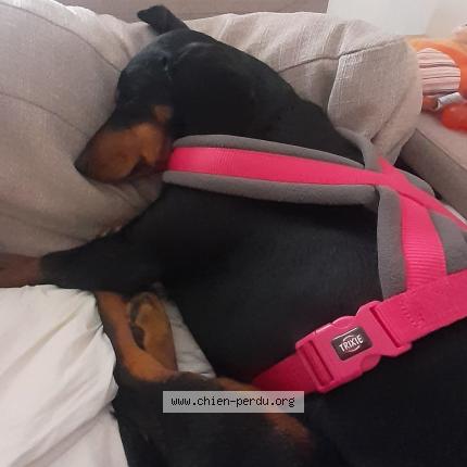 Photo 1/2 Chien retrouvé Perdu à Sisteron