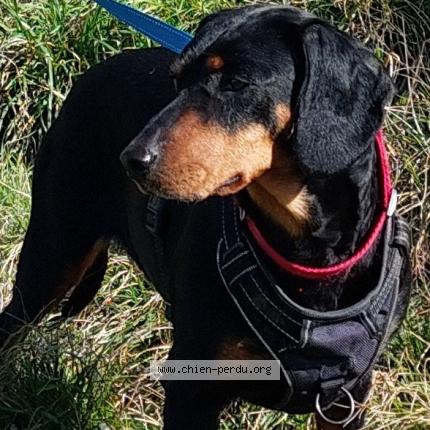 Photo 2/2 Chien retrouvé Perdu à Sisteron