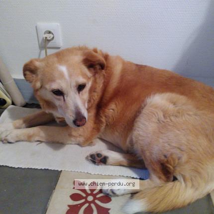 Photo 1/1 Chien retrouvé Perdu à Montpellier