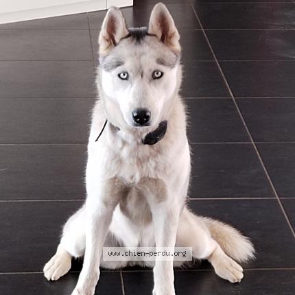 Photo de chien perdu à Peyrilhac