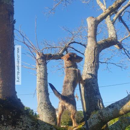 Photo 1/1 Chien retrouvé Perdu à Tournefeuille