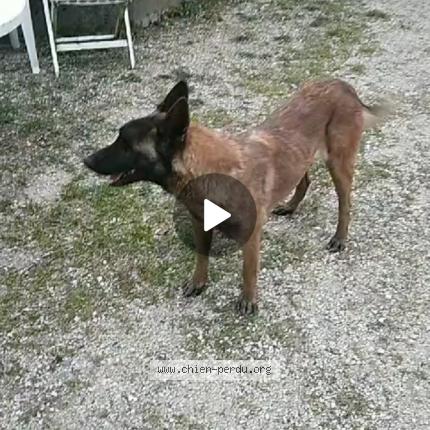 Photo 1/1 Chien retrouvé Perdu à Fontaine