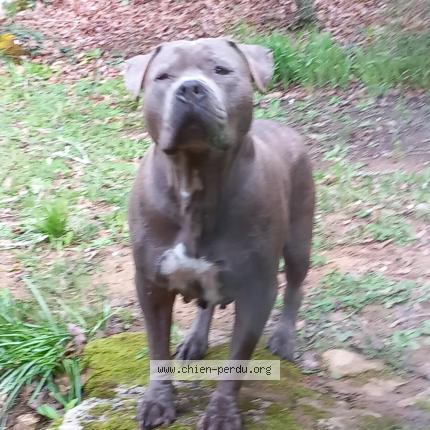 Photo de chien trouvé à Castels Et Bezenac