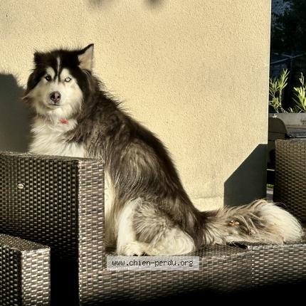 Photo 1/1 Chien retrouvé Perdu à Plassac