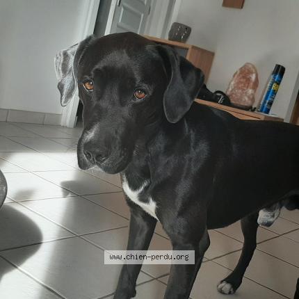 Photo 1/1 Chien retrouvé Perdu à Ouroux sur saone