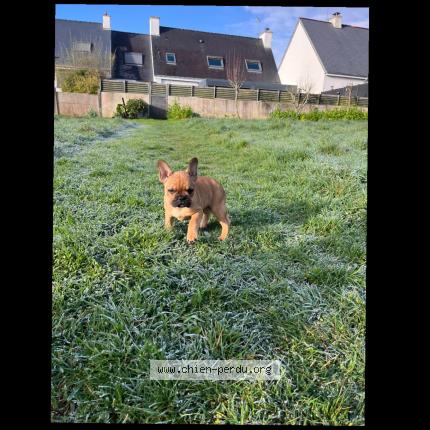 Photo 1/1 Chien retrouvé Perdu à Lanester