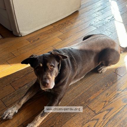 Photo 1/1 Chien retrouvé Perdu à Saint maximin la sainte baume