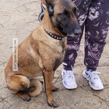 Photo 1/1 Chien retrouvé Trouvé à Le puy en velay