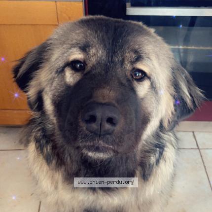 Photo 1/1 Chien retrouvé Perdu à Ceyras