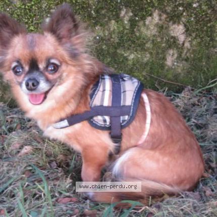 Photo de chien perdu à Mantes La Ville