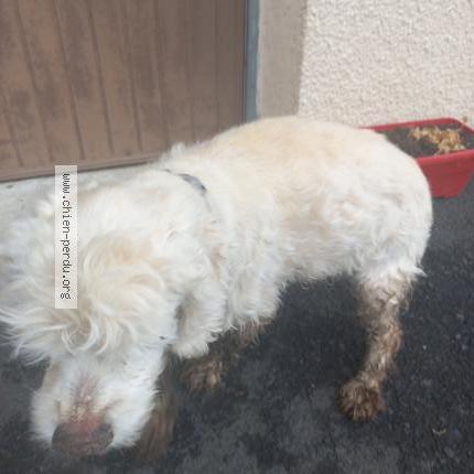 Photo de chien trouvé à Saint Pierre Eynac