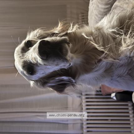 Photo de chien perdu à Beauzelle