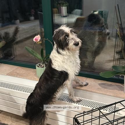 Photo 1/1 Chien retrouvé Perdu à Fleury en biere