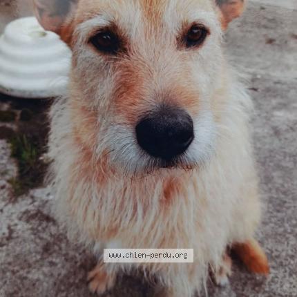 Photo de chien perdu à Carhaix Plouguer