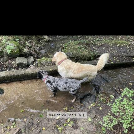 Photo 1/1 Chien retrouvé Perdu à Saint jacques des blats