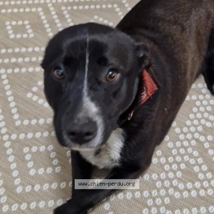 Photo de chien trouvé à Lucciana